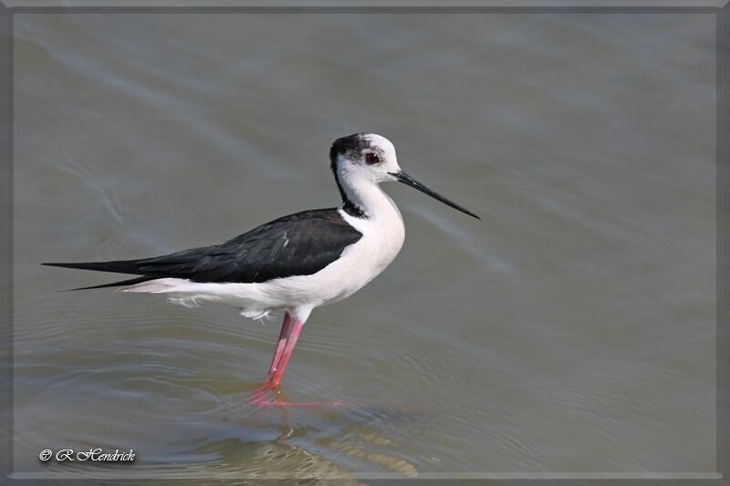 Black-winged Stilt