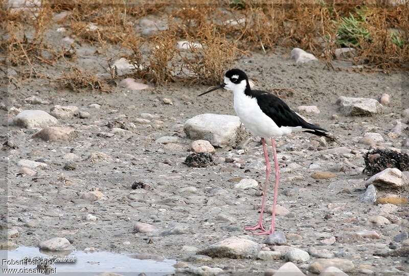 Échasse d'Amériqueadulte, habitat, pigmentation