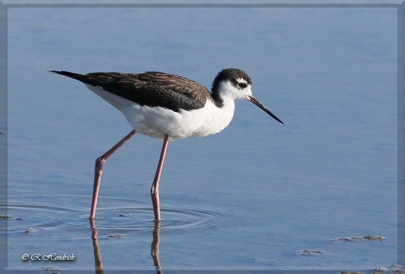 Black-necked Stilt