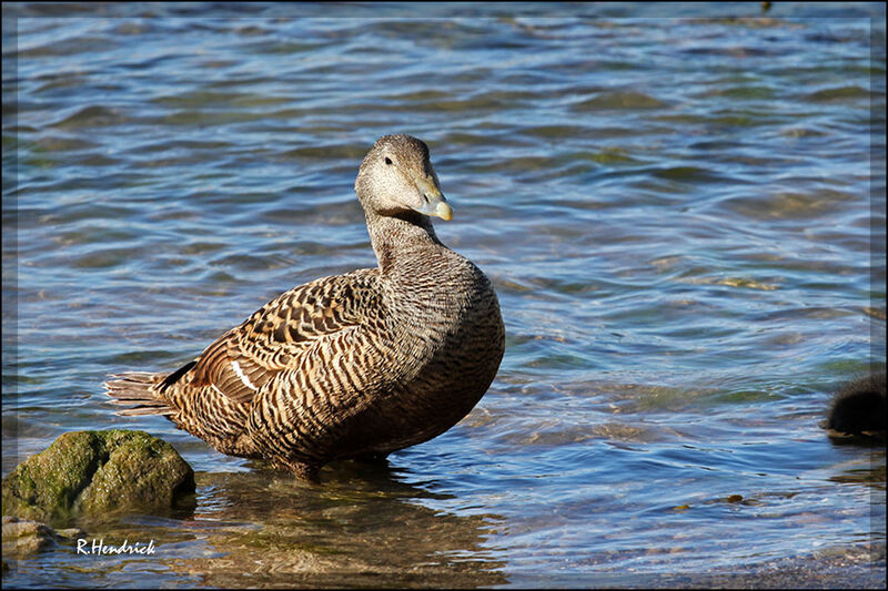 Eider à duvet