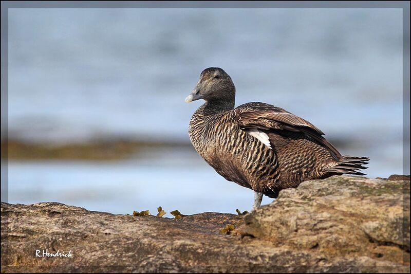 Eider à duvet