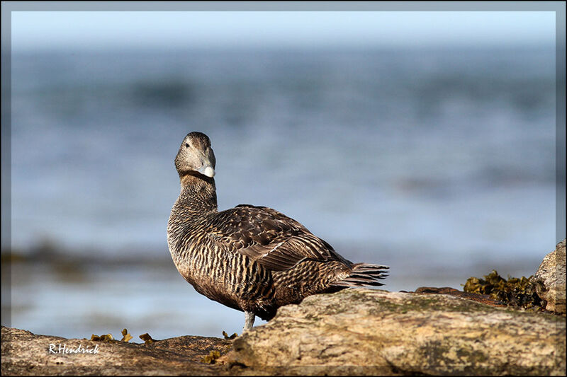 Common Eider