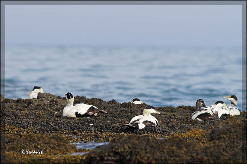 Common Eider