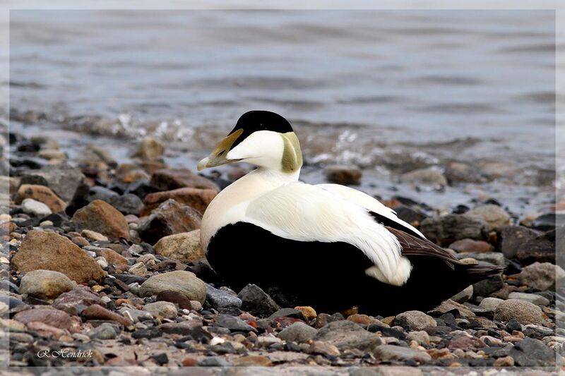 Common Eider