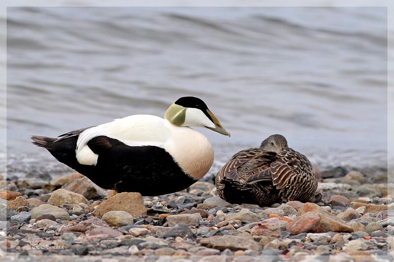 Common Eider