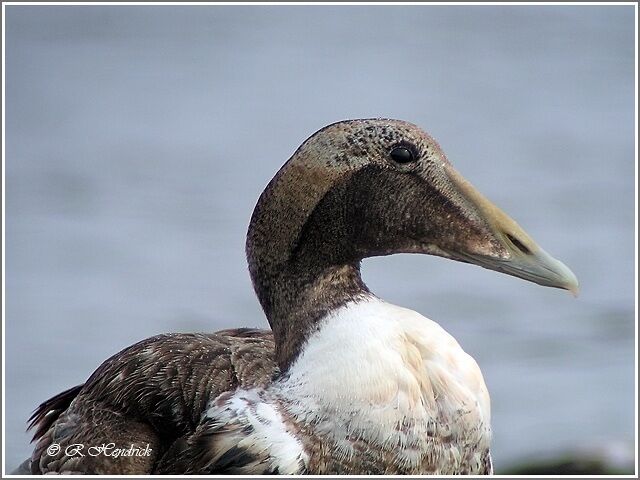 Common Eider