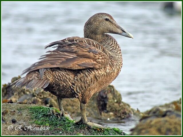 Eider à duvet