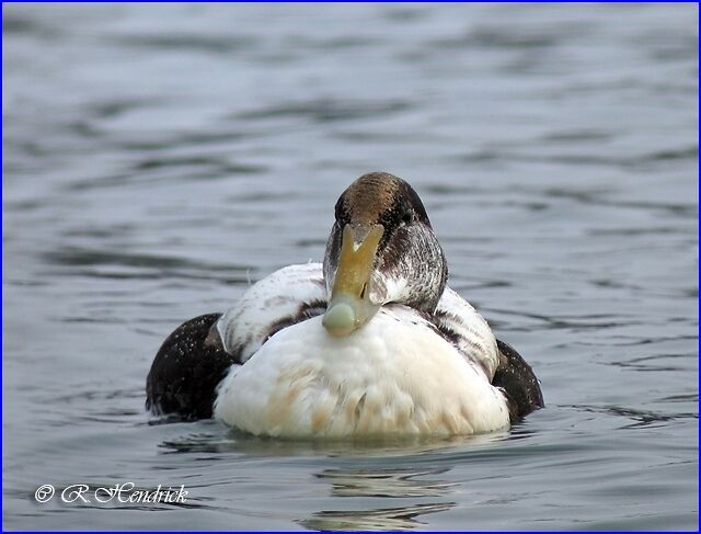 Eider à duvet