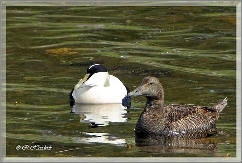 Eider à duvet