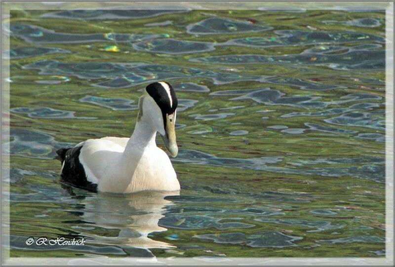 Common Eider