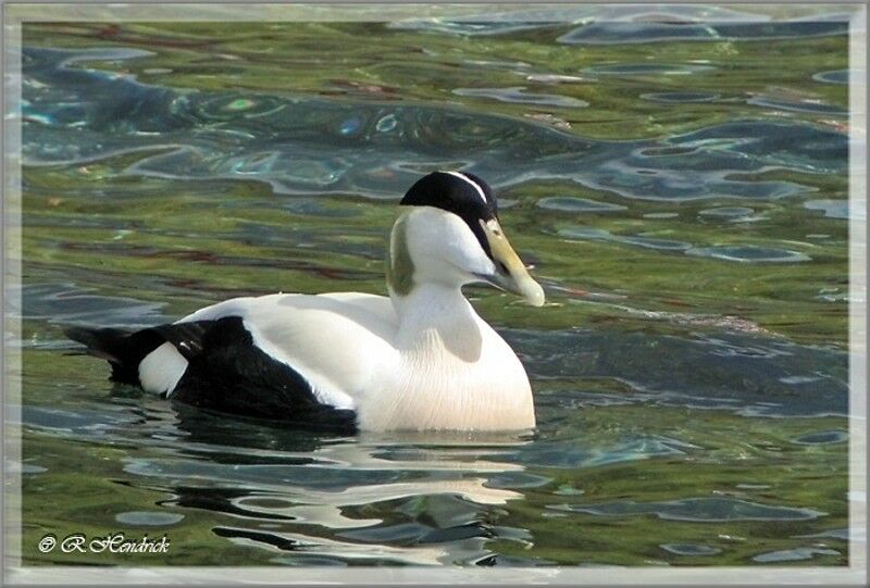 Eider à duvet