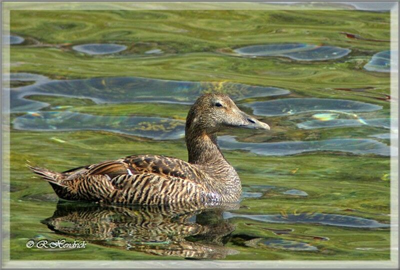 Eider à duvet