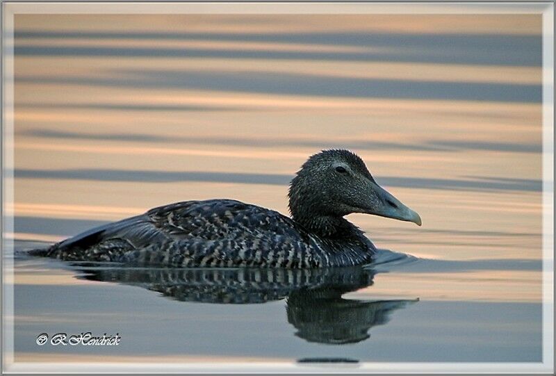 Eider à duvet