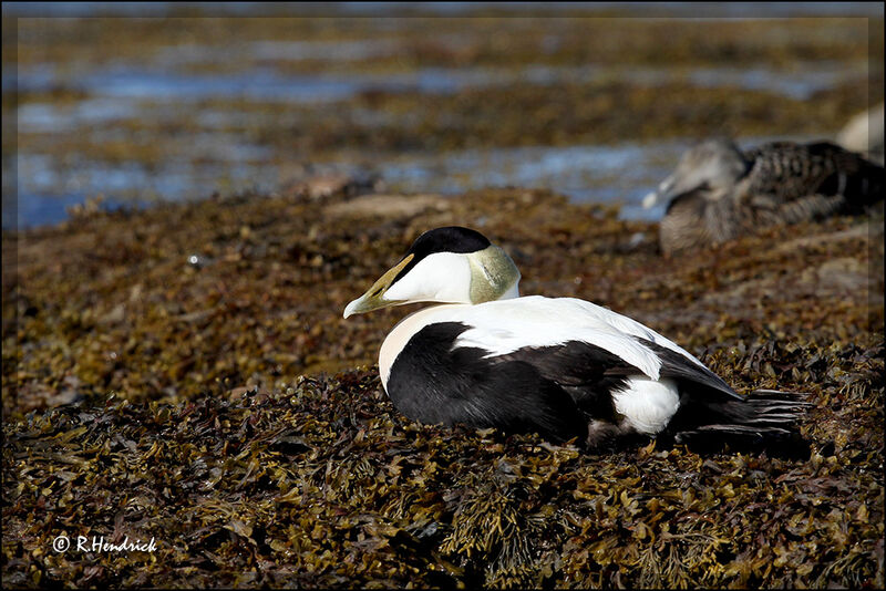 Eider à duvet