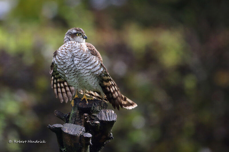 Eurasian Sparrowhawk