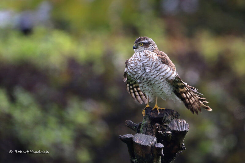 Eurasian Sparrowhawk