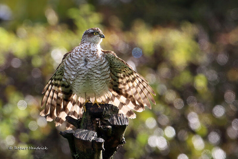 Eurasian Sparrowhawk