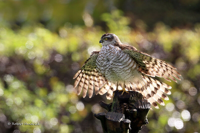 Eurasian Sparrowhawk