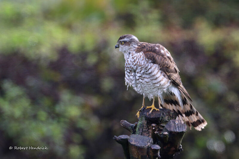 Eurasian Sparrowhawk