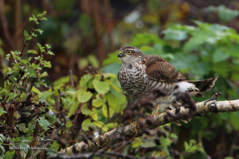 Eurasian Sparrowhawk