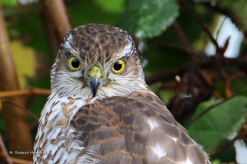 Eurasian Sparrowhawk