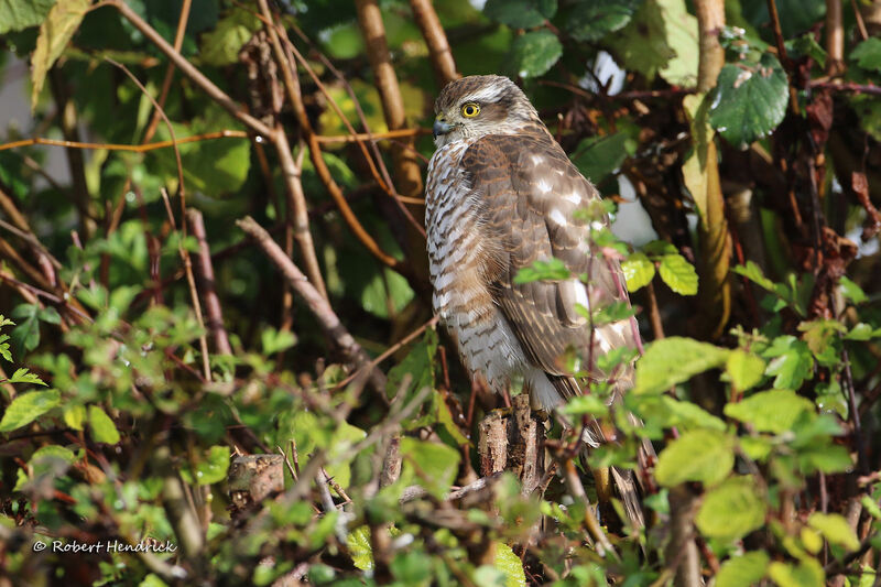 Eurasian Sparrowhawk