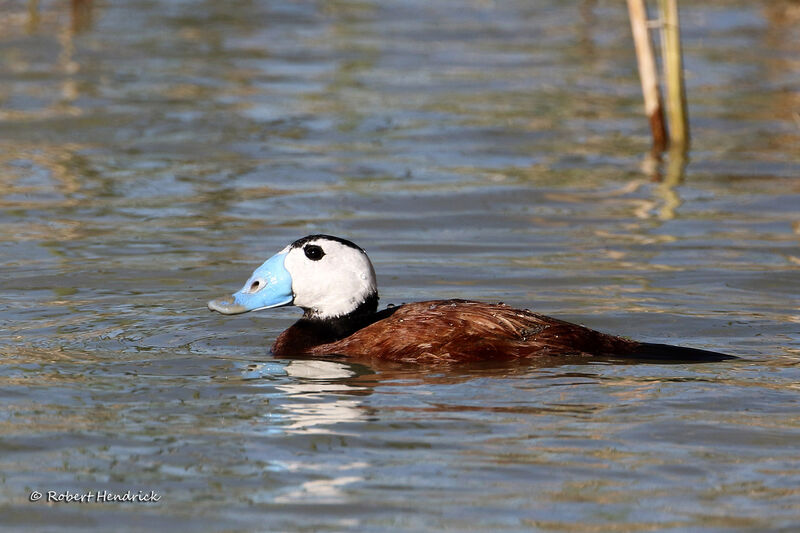 White-headed Duck