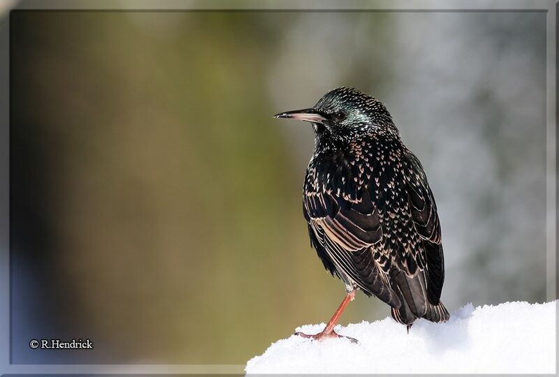 Common Starling