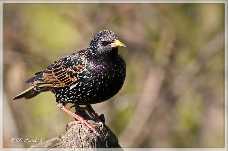 Common Starling