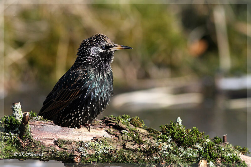 Common Starling