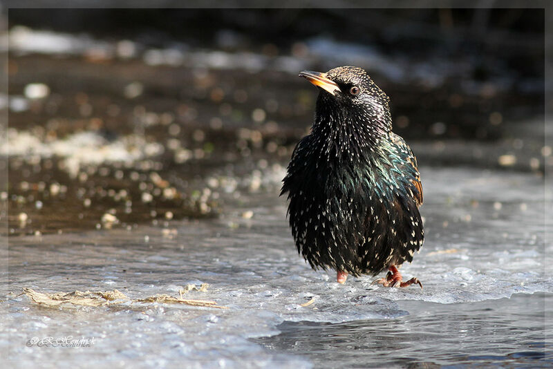 Common Starling