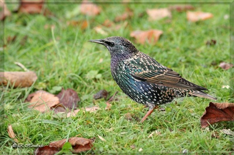 Common Starling