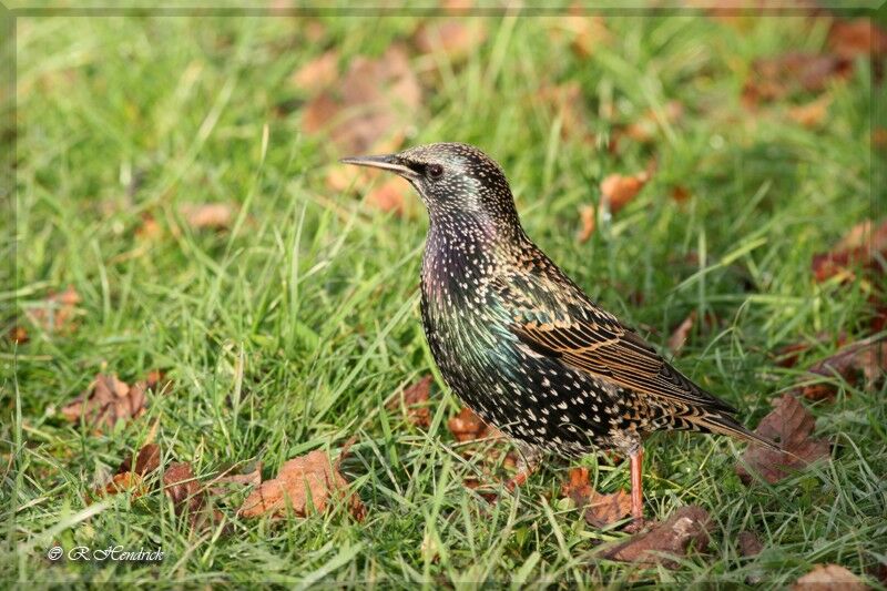 Common Starling