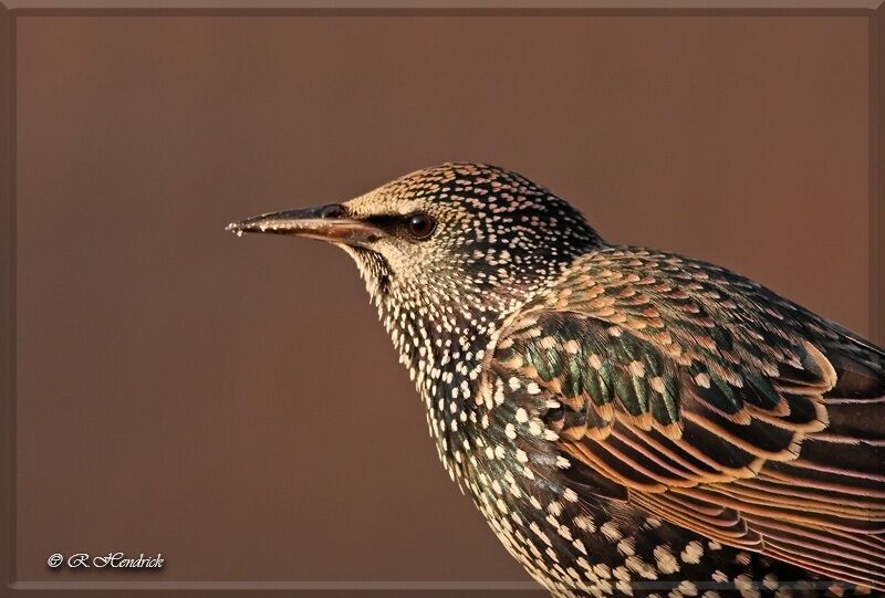 Common Starling