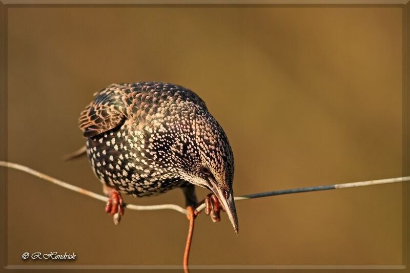 Common Starling