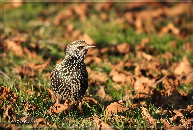 Common Starling