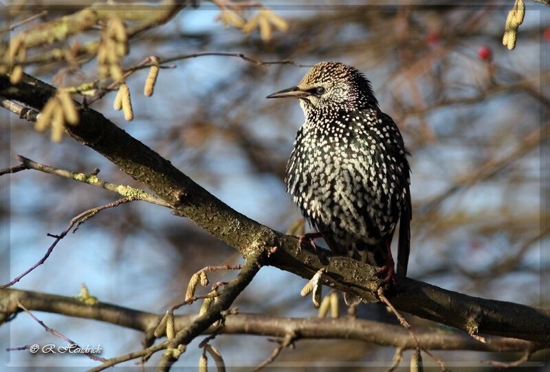 Common Starling