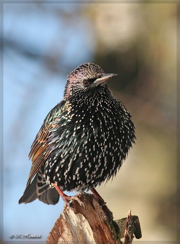 Common Starling, identification