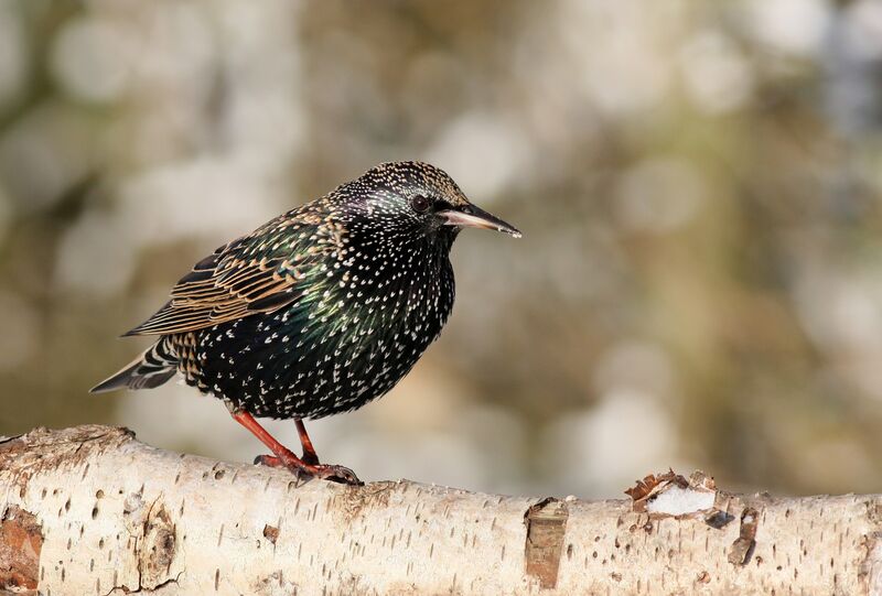 Common Starling