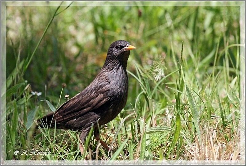 Spotless Starling