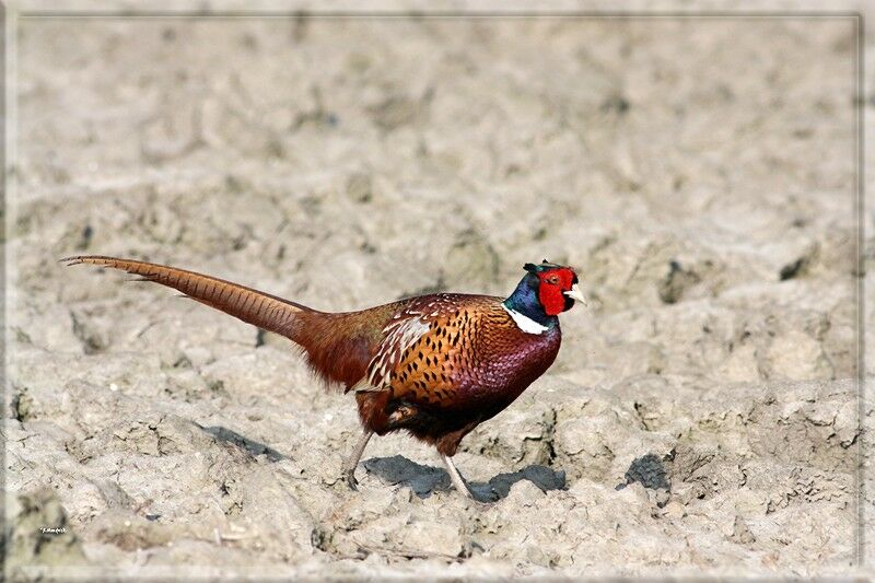 Common Pheasant