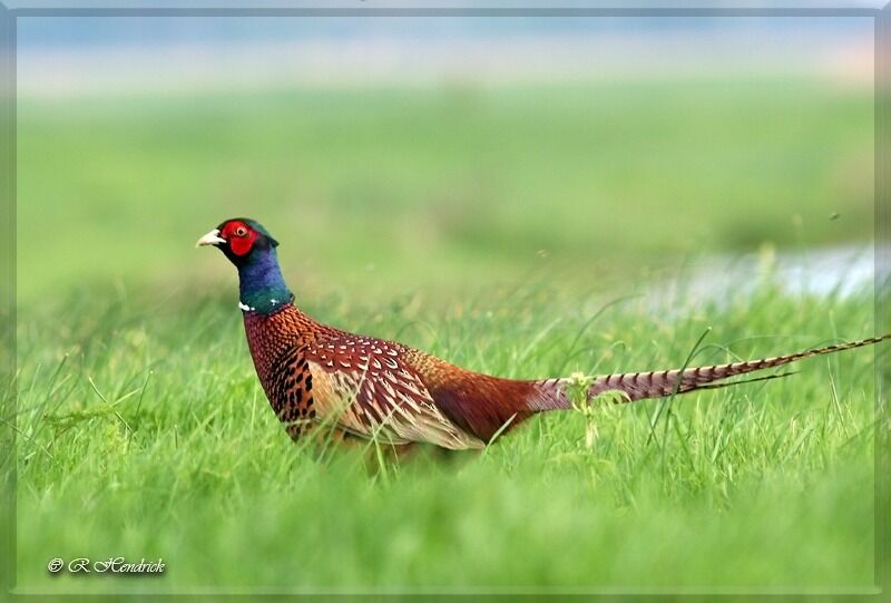 Common Pheasant