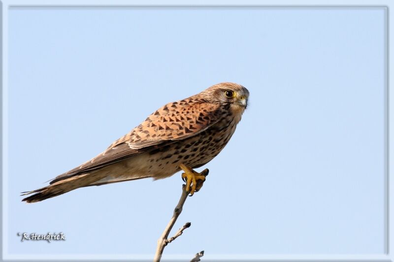 Common Kestrel