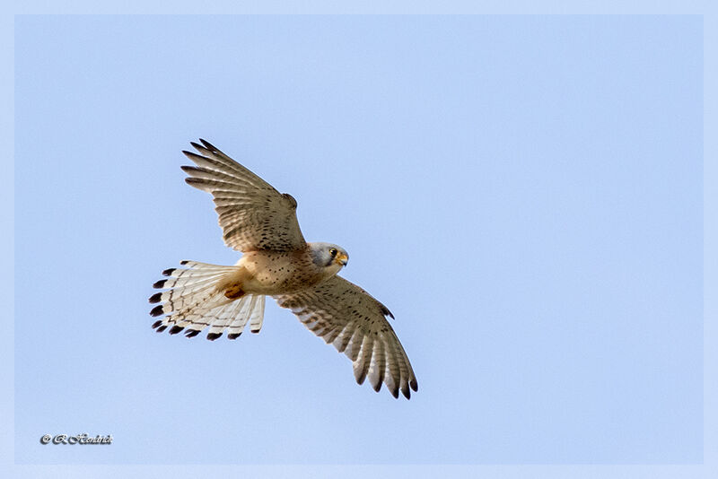 Lesser Kestrel