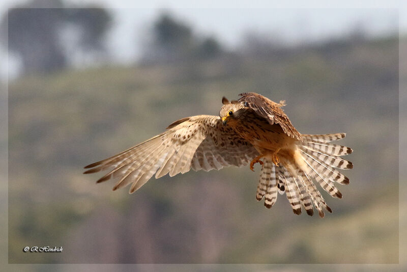 Lesser Kestrel