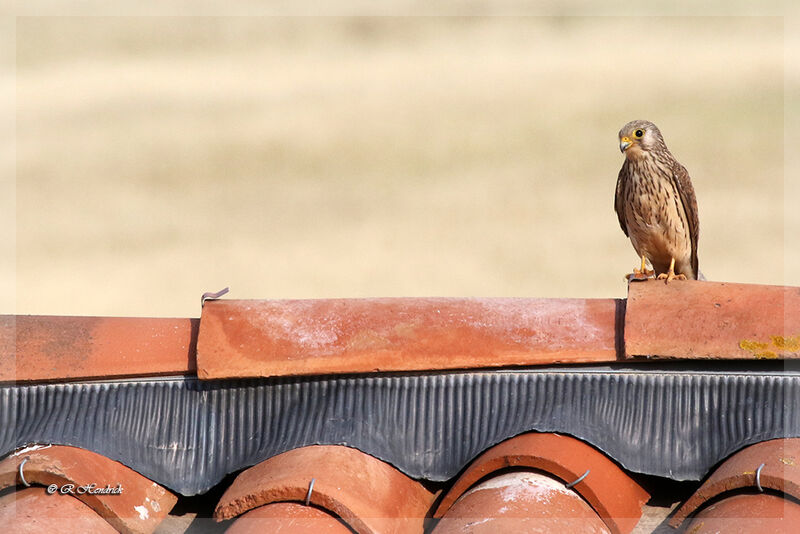 Lesser Kestrel