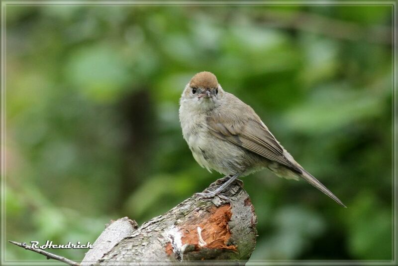 Eurasian Blackcap