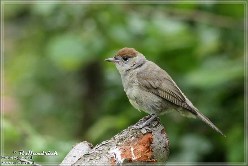 Eurasian Blackcap female adult, identification