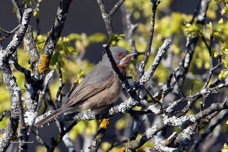 Fauvette passerinette