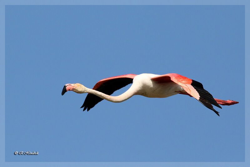 Flamant rose